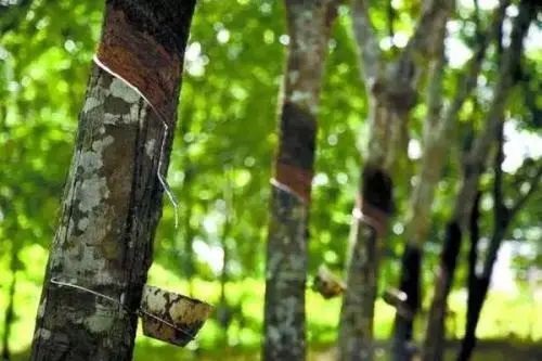 天然橡膠行情|多因素影響下，天然橡膠小幅上調(diào)