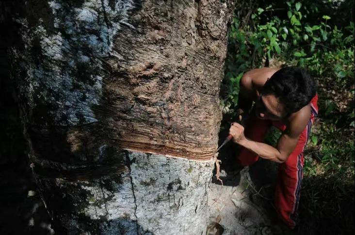 保護熱帶雨林和生物多樣性