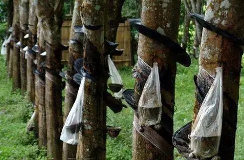 ANRPC預(yù)計(jì)2021年全球天然膠產(chǎn)量1388萬(wàn)噸