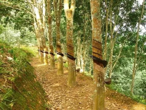 米其林收購可持續(xù)橡膠樹種植園的試點(diǎn)項(xiàng)目