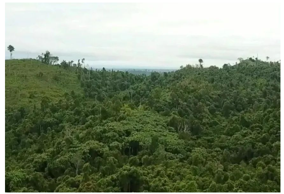 在米其林及其印尼合作伙伴參與之前，這片土地和森林遭受了嚴(yán)重的破壞和亂砍亂伐。