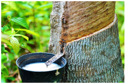 云南著力提升天然橡膠全產(chǎn)業(yè)鏈發(fā)展水平 云南著力提升天然橡膠全產(chǎn)業(yè)鏈發(fā)展水平