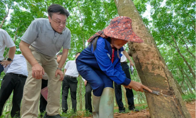 在調(diào)研期間，副省長(zhǎng)顧剛也參加了此次活動(dòng)。整個(gè)調(diào)研活動(dòng)著重探討了海南農(nóng)墾改革和農(nóng)墾高質(zhì)量發(fā)展的問(wèn)題，為推動(dòng)海南天然橡膠產(chǎn)業(yè)的發(fā)展提供了重要的指導(dǎo)和決策參考。